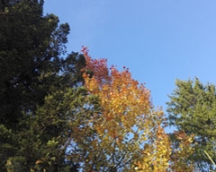 Осенняя листва. Автор: А.А. Колесник 